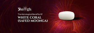 The Astrological Benefits Of White Coral (Safed Moonga) - Pramogh