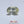 Load and play video in Gallery viewer, Yellow Sapphire - 4.85 Carat