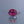 Load and play video in Gallery viewer, Ruby - 7.9 Carat