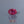 Load and play video in Gallery viewer, Ruby - 7.45 Carat