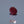Load and play video in Gallery viewer, Ruby - 11.35 Carat