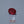 Load and play video in Gallery viewer, Ruby - 5.7 Carat