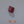 Load and play video in Gallery viewer, Ruby - 7.4 Carat