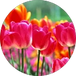 Profile photo of Dimple Thakur