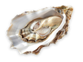 Natural rough Golden Pearl - Moti (South Sea)