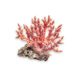 Natural rough Japanese Red Coral (Laal Moonga)