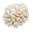 Natural rough White Coral Stone (Safed Moonga)