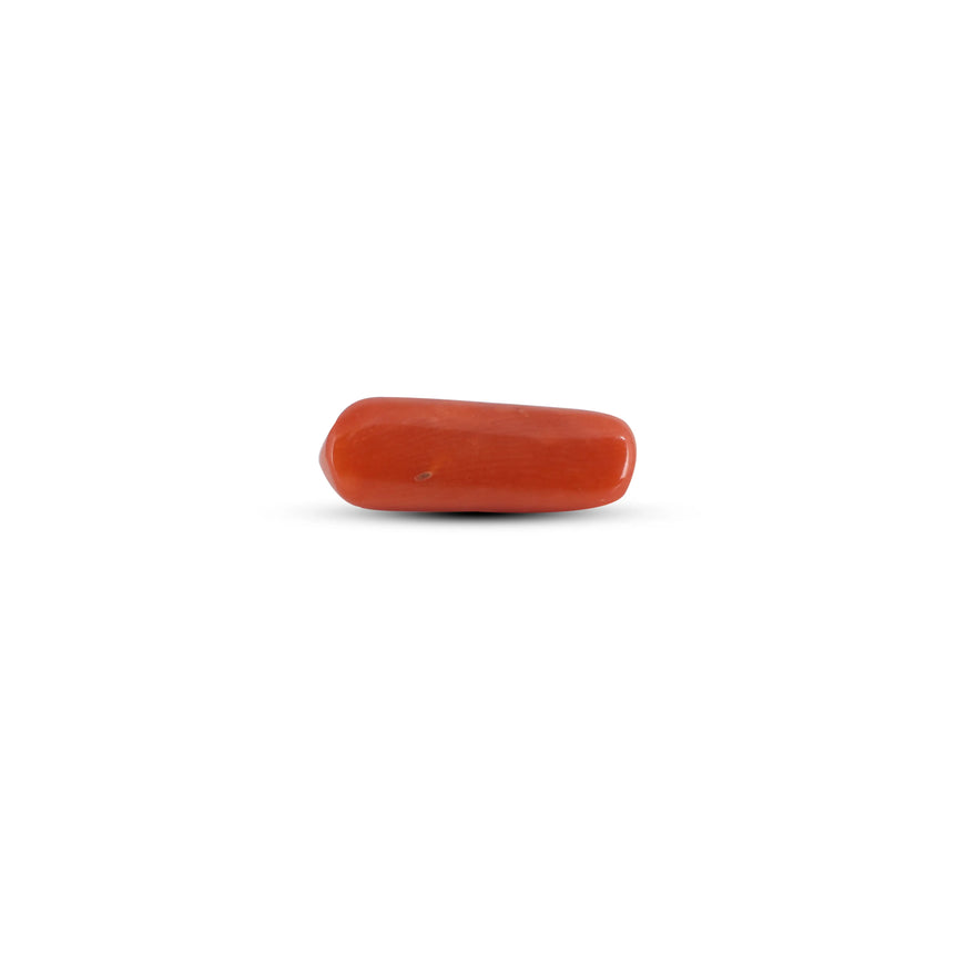 Red Coral - 3.65 Carat - Pramogh