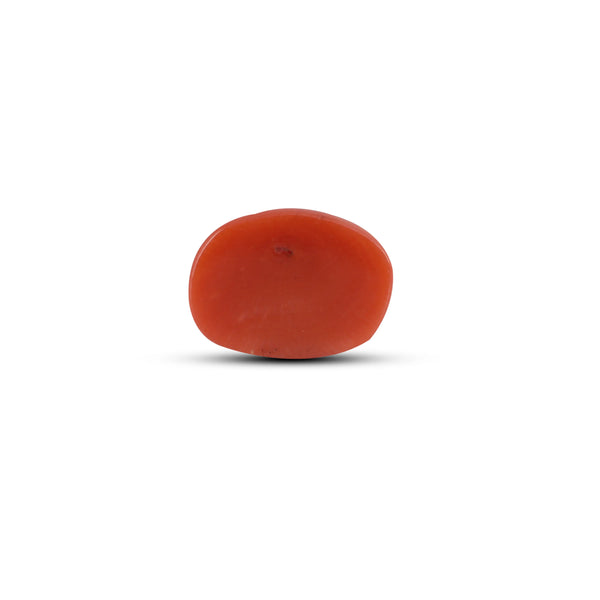 Red Coral - 3.1 Carat