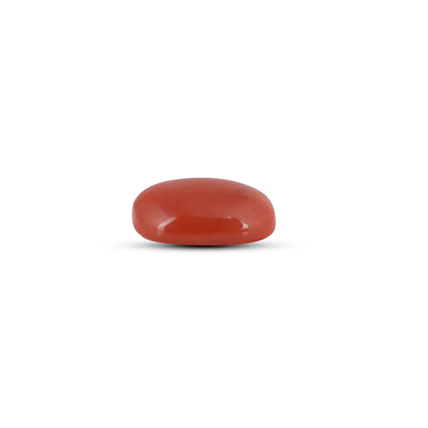 Red Coral - 3.1 Carat