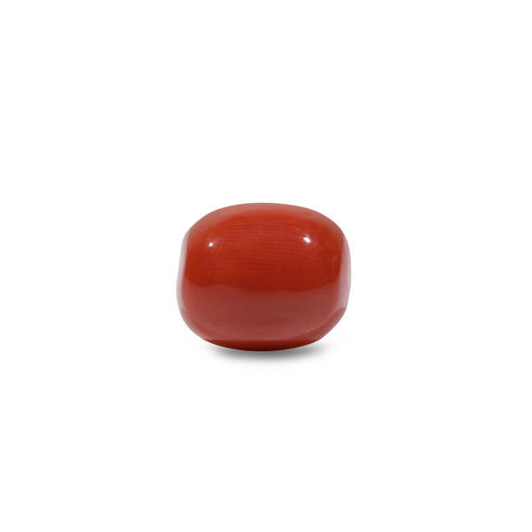 Red Coral - 11.55 Carat - Pramogh