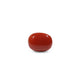 Red Coral - 11.25 Carat - Pramogh