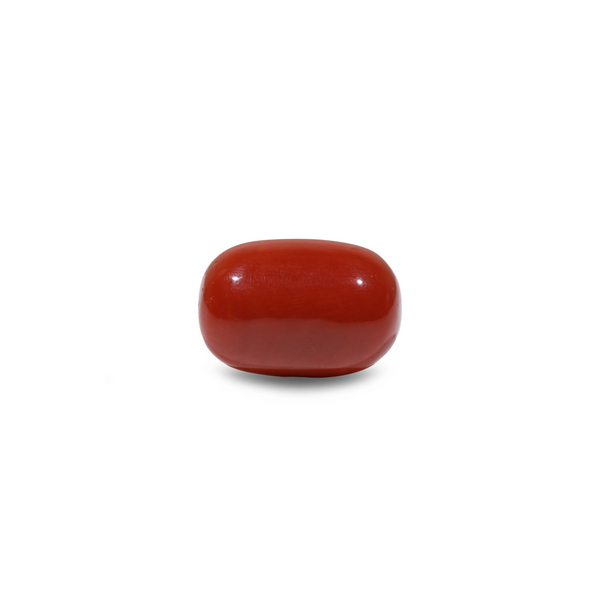 Red Coral - 19.7 Carat - Pramogh