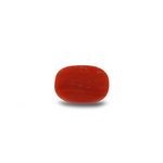 Red Coral - 10.8 Carat