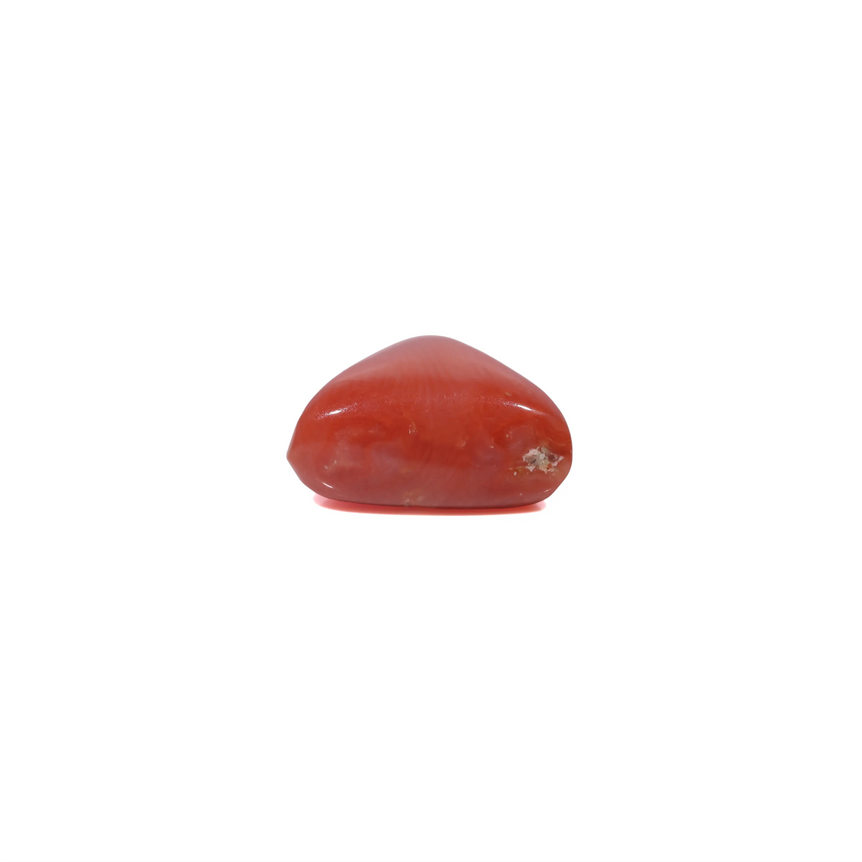 Red Coral - 3.82 Carat