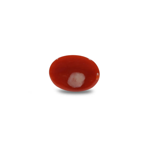 Japanese Red Coral - 4.8 Carat