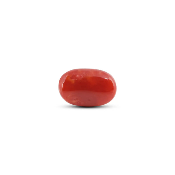 Japanese Red Coral - 11 Carat