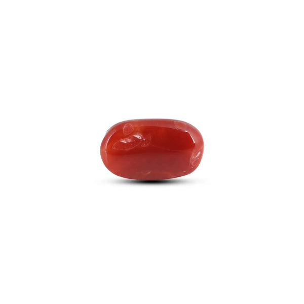 Japanese Red Coral - 5.9 Carat