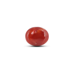 Japanese Red Coral - 6 Carat - Pramogh