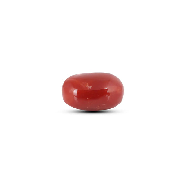 Japanese Red Coral - 6 Carat