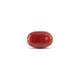 Japanese Red Coral - 13 Carat - Pramogh