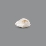 Keshi Pearl - 5.8 Carat - Pramogh