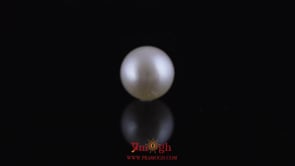 Pearl - 11.25 Carat