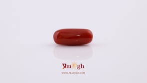 Red Coral - 5.55 Carat