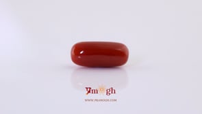 Red Coral - 6.15 Carat