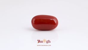 Japanese Red Coral - 11.5 Carat