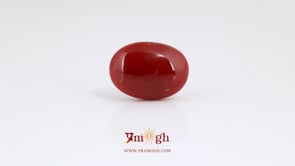 Japanese Red Coral - 7.75 Carat