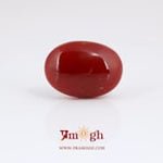 Japanese Red Coral - 7.75 Carat