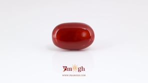 Japanese Red Coral - 13 Carat