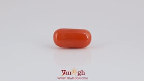 Red Coral - 4.05 Carat