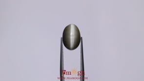 Catseye - 6.75 Carat