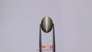 Catseye - 6.65 Carat