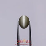 Catseye - 4.75 Carat