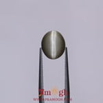 Catseye - 5.95 Carat