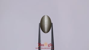 Catseye - 4.85 Carat