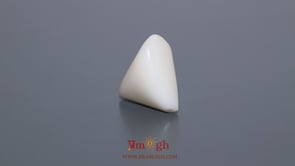 White Coral - 7 Carat