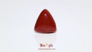 Red Coral - 15.95 Carat