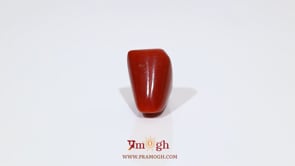 Red Coral - 11.35 Carat
