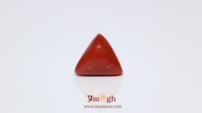 Red Coral - 9.65 Carat