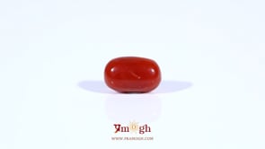 Red Coral - 2.67 Carat
