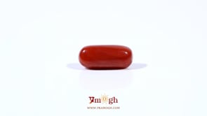 Red Coral - 2.88 Carat