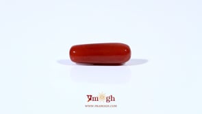 Red Coral - 4.22 Carat