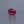 Load and play video in Gallery viewer, Ruby - 5.4 Carat
