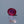 Load and play video in Gallery viewer, Ruby - 6.3 Carat
