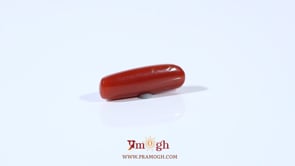 Red Coral - 3.1 Carat