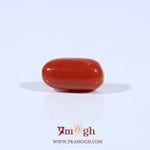 Red Coral - 2.65 Carat